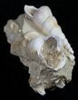 Beautiful Fossil Turritella Cluster - France #10326-1